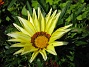 Gazania