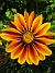 Gazania