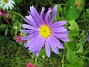  (Favs 2007-10-07 Bild 076)