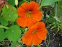  (Favs 2007-10-07 Bild 087)