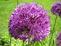 Allium 'Purple Sensation'