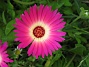  (Favs 2008-07-12 Bild 030)