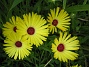  (Favs 2008-07-12 Bild 032)