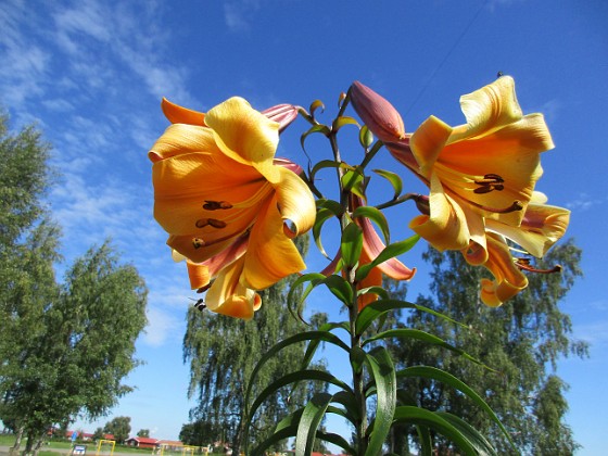 Basunlilja  
                                 
Liljor-2019 Basunlilja_0006  
Granudden  
Färjestaden  
Öland