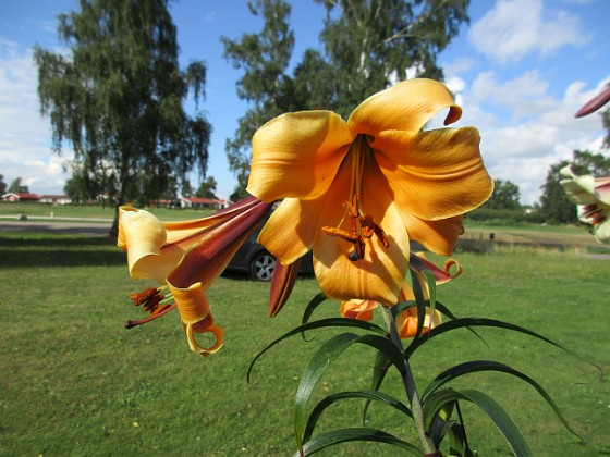 Basunlilja  
African Queen  
Liljor-2019 Basunlilja_0079  
Granudden  
Färjestaden  
Öland