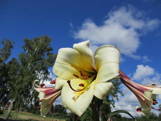 Basunlilja  
Luxor  
Liljor-2019 Basunlilja_0082  
Granudden  
Färjestaden  
Öland