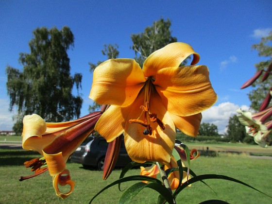 Basunlilja  
                               African Queen  
Liljor-2019 Basunlilja_0158  
Granudden  
Färjestaden  
Öland