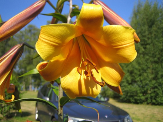 Trumpetlilja 'African Queen'  
  
Liljor-2019 IMG_0001c  
Granudden  
Färjestaden  
Öland