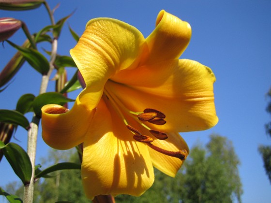 Trumpetlilja 'African Queen'  
  
Liljor-2019 IMG_0002c  
Granudden  
Färjestaden  
Öland