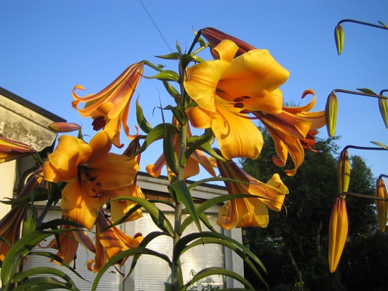 Trumpetlilja  
  
Liljor-2019 IMG_0014c  
Granudden  
Färjestaden  
Öland