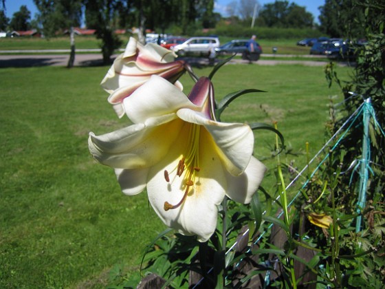 Trumpetlilja  
  
Liljor-2019 IMG_0033a  
Granudden  
Färjestaden  
Öland