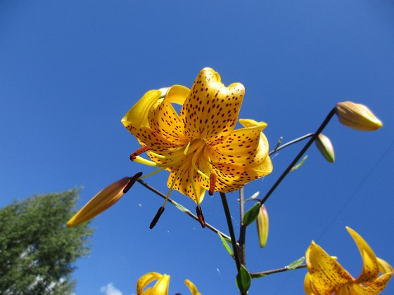 Tigerlilja  
Tigerlilja Citronella heter denna sorten. Jag hade tidigare också en röd variant men den har dessvärre dött ut :-(  
Liljor-2019 Tigerlilja_0021  
Granudden  
Färjestaden  
Öland