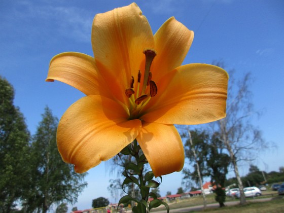 Trumpetlilja  
Den här trumpetliljan heter 'African Queen'.  
Liljor-2019 Trumpetlilja_0017  
Granudden  
Färjestaden  
Öland