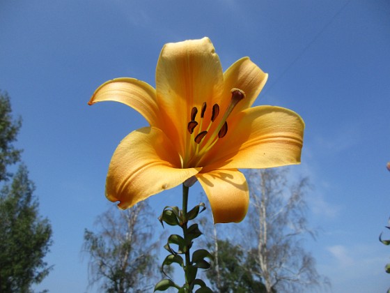 Trumpetlilja 
African Queen. Jag kan inte få nog av denna skönhet!                                                              