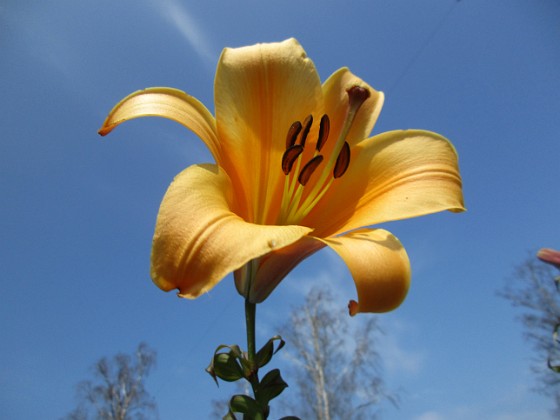 Trumpetlilja 
African Queen. Jag kan inte få nog av denna skönhet!                                                              