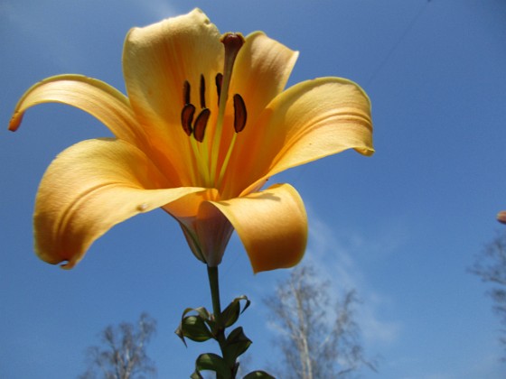 Trumpetlilja 
African Queen. Jag kan inte få nog av denna skönhet!                                                              