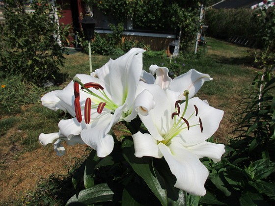 Trädlilja  
Den första vita Trädliljan har fått flera stora blommor!                                 
Liljor-2019 Trädlilja_0041  
Granudden  
Färjestaden  
Öland