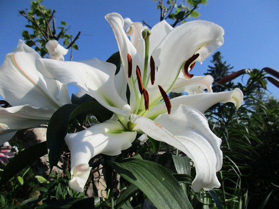 Trädlilja  
Många stora vita blommor på denna Trädliljan. Fint med blå himmel bakom!                                 
Liljor-2019 Trädlilja_0117  
Granudden  
Färjestaden  
Öland