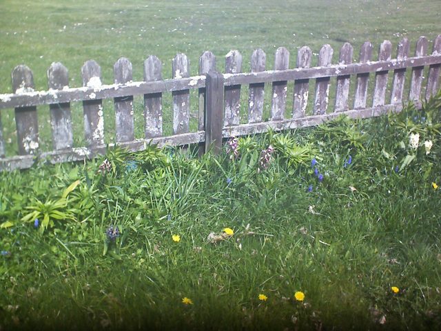CPGP Garden Cam : Historik