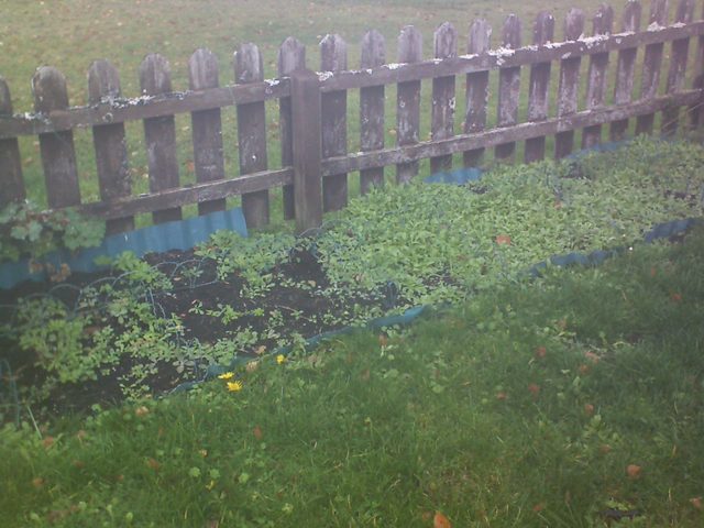 CPGP Garden Cam : Historik