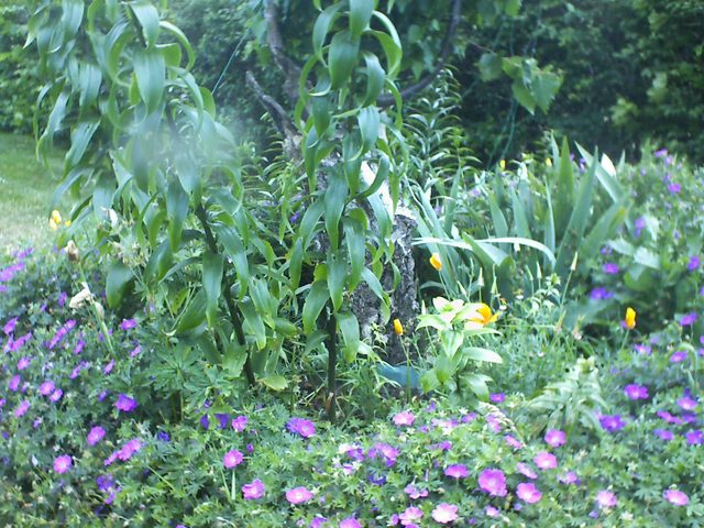 CPGP Garden Cam : Historik