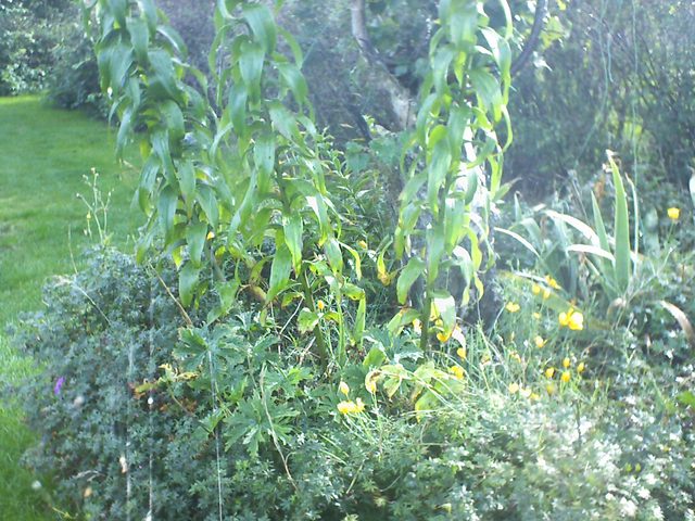 CPGP Garden Cam : Historik