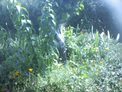 2026-07-11.jpg